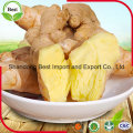 Fresh Ginger Big Qualified 150 Gram 150gr +